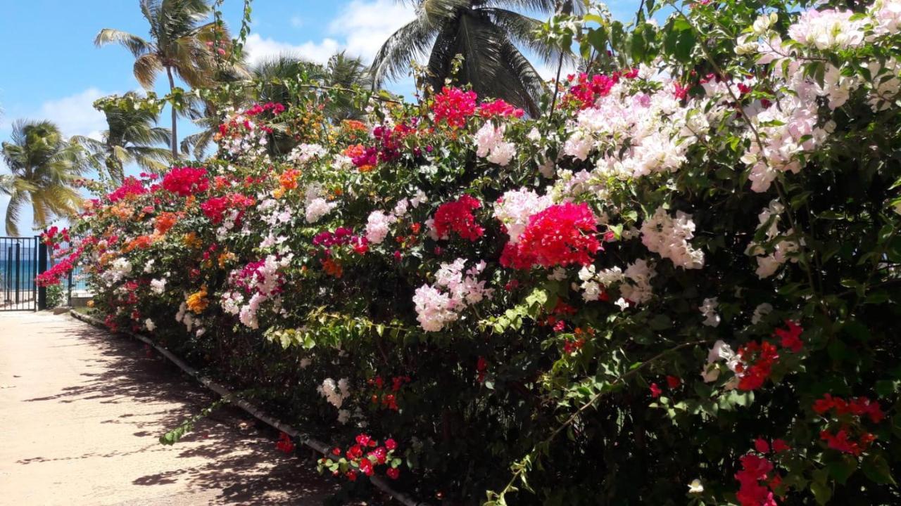 Bonheur A La Residence Savane Le Gosier  Luaran gambar
